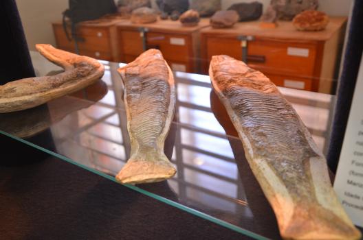 fósseis de peixe museu