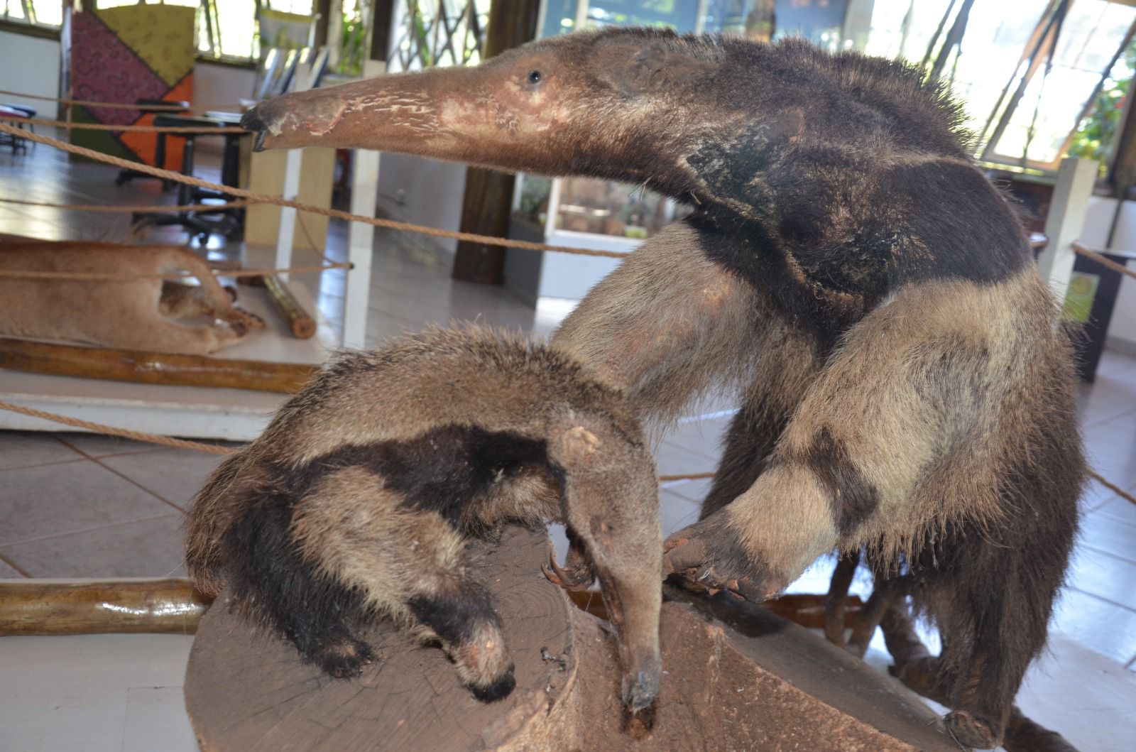 Tamanduá empalhado, um dos animais expostos pelo Museu da Biodiversidade