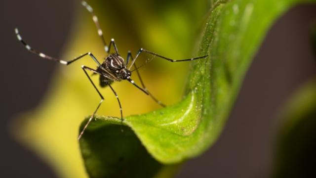 Em Uberlândia, há 70 mortes confirmadas de dengue em 2023 até o momento. (Foto: Freepik)