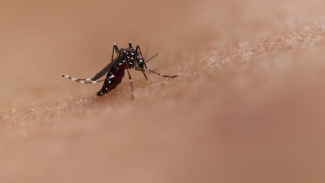 A Chikungunya é transmitida pelos mosquitos Aedes aegypti e Aedes albopictus (foto: NIAID\Fotos Públicas)