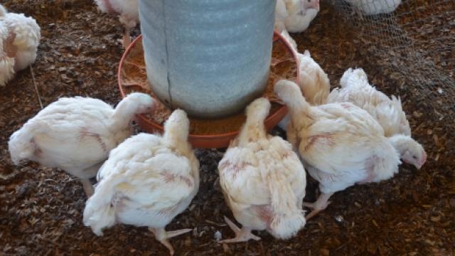 Os experimentos com frangos são realizados na Fazenda do Glória (Foto: Alexandre Costa)