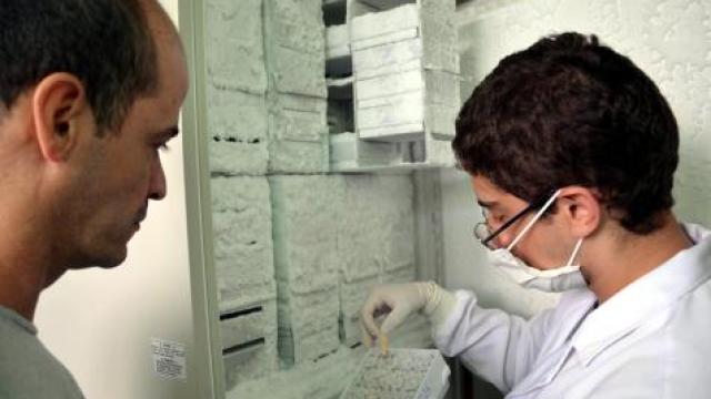 Os pesquisadores Marcelo Silva e Felipe Andrés Cordero da Luz analisam material armazenado em soroteca a - 80