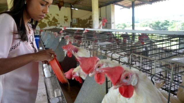 A doutoranda Sâmela Keila Almeida dos Santos, do Programa de Pós-Graduação em Ciências Veterinárias da UFU, faz experimentos com a enzima protease na alimentação de galinhas poedeiras na Fazenda do Glória (Foto: Marco Cavalcanti)