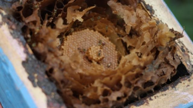 Ninho de abelha Jatai (Tetragonisca angustula) (Foto: Thiago Zina Crepaldi)