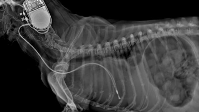 Imagem da radiografia da cadelinha após o implante do aparelho