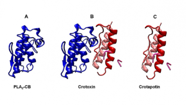 Da direita para a esquerda, composto Fosfolipase, Crotoxina e Crotapotina (Imagem: Plos One)