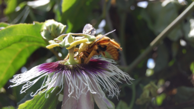 Abelha Xylocopa macho sugando néctar na flor do maracujá-amarelo (Foto: Camila Nonato Junqueira)