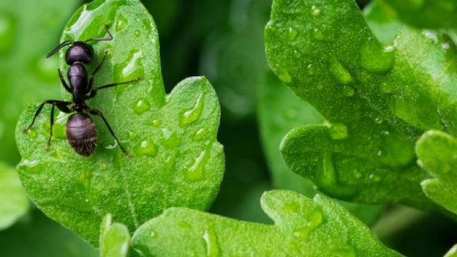As formigas são atraídas pelas plantas por uma substância chamada néctar extrafloral. (Foto: Unsplash)