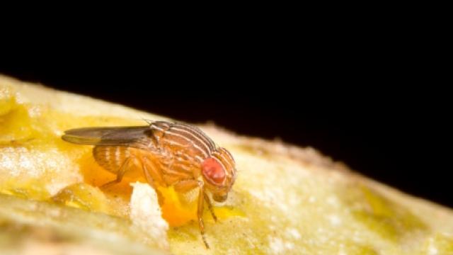 Drosophila melanogaster, a mosca-das-frutas, utilizada nos estudos (Foto: Banco de Imagens Vecteezy.com