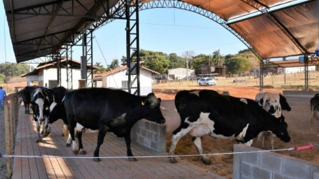 As vacas ficam mais próximas da sala de ordenha e em local de fácil acesso à equipe. (Foto: Milton Santos)