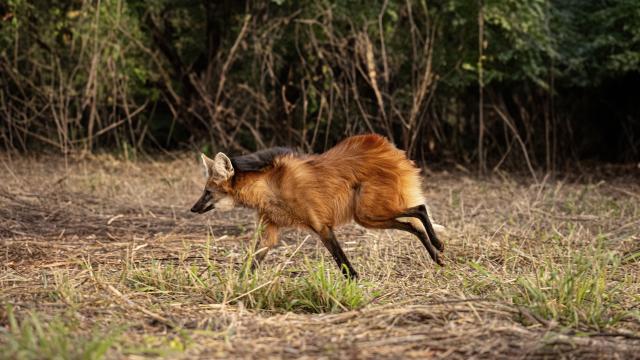 A imagem mostra um lobo-guará correndo no Cerrado