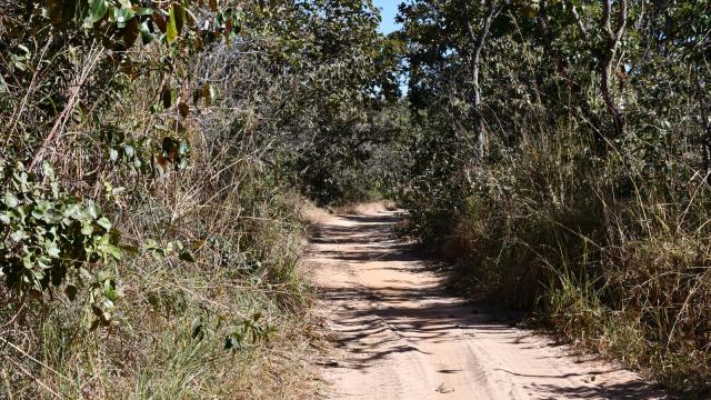 Foto da vegetação do Cerrado