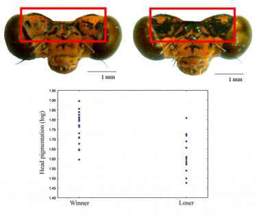  arquivo dos pesquisadores)