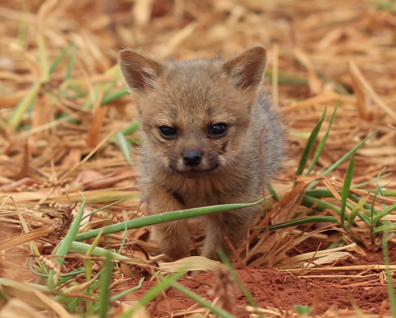 Filhote de cachorro gatinho gato sons de animais: bebê fazenda jogo cão,  gato, gato como mamífero, animais, carnívoro png