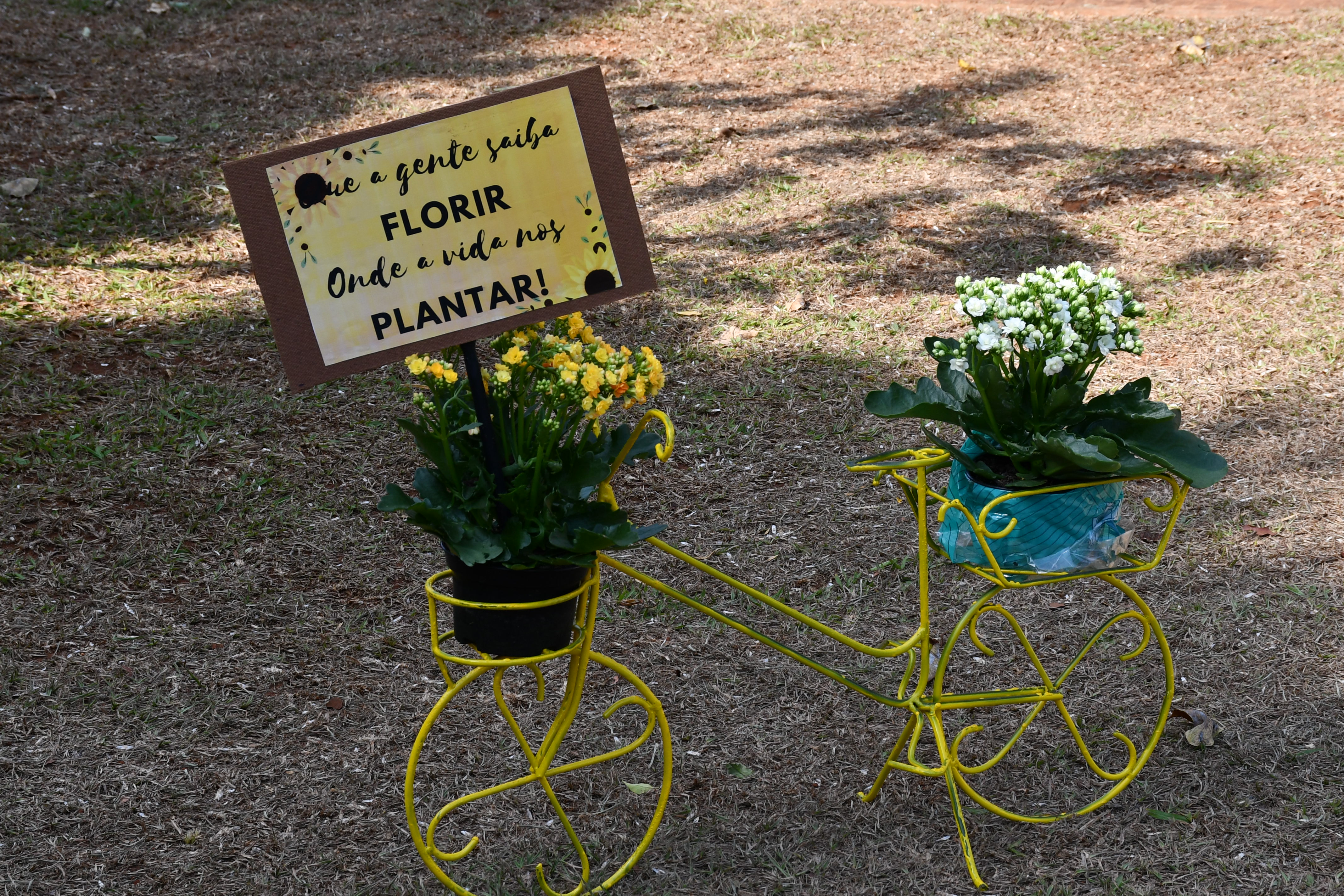 Divisão de Saúde planta ipê amarelo para celebrar a vida 