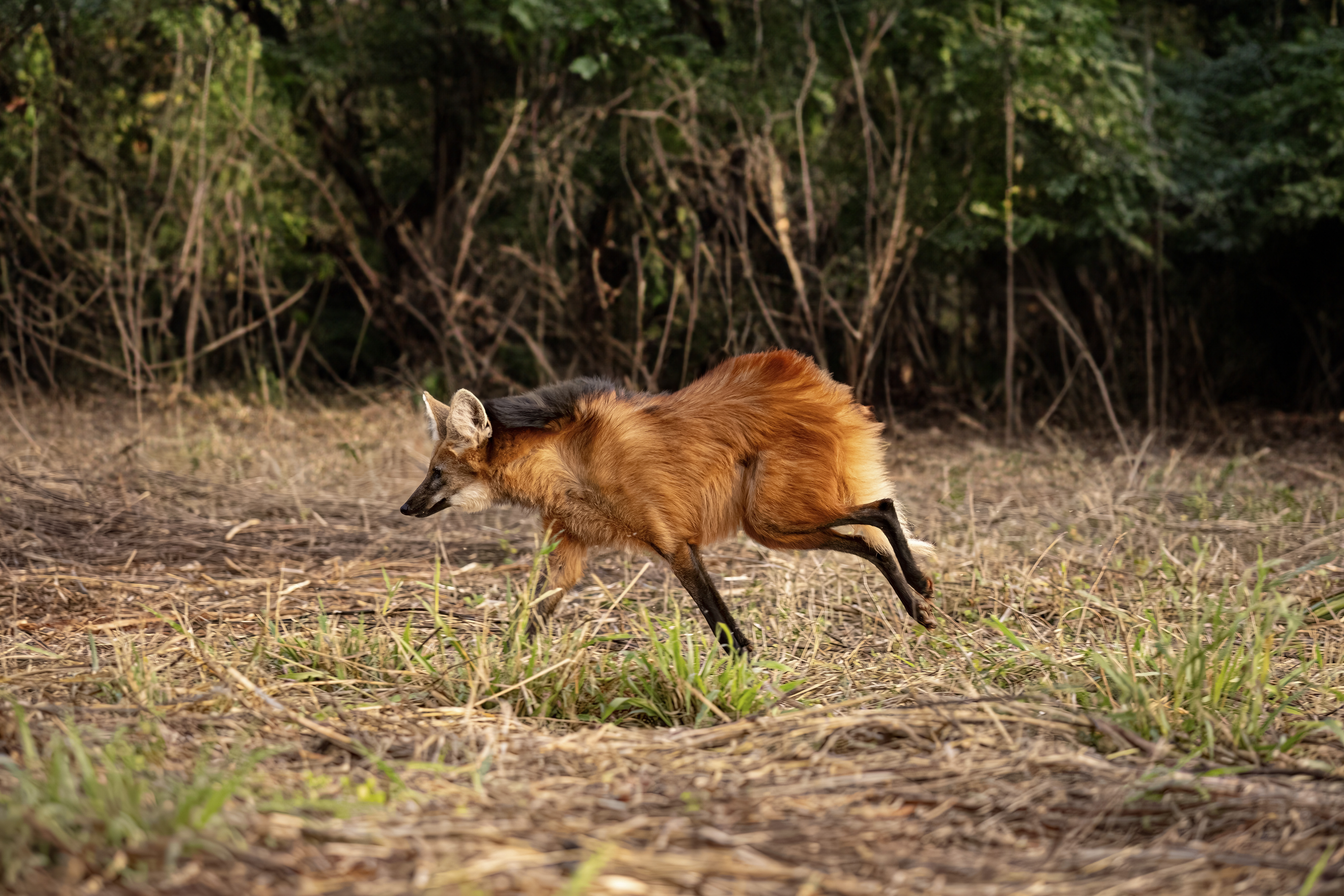 A imagem mostra um lobo-guará correndo no Cerrado
