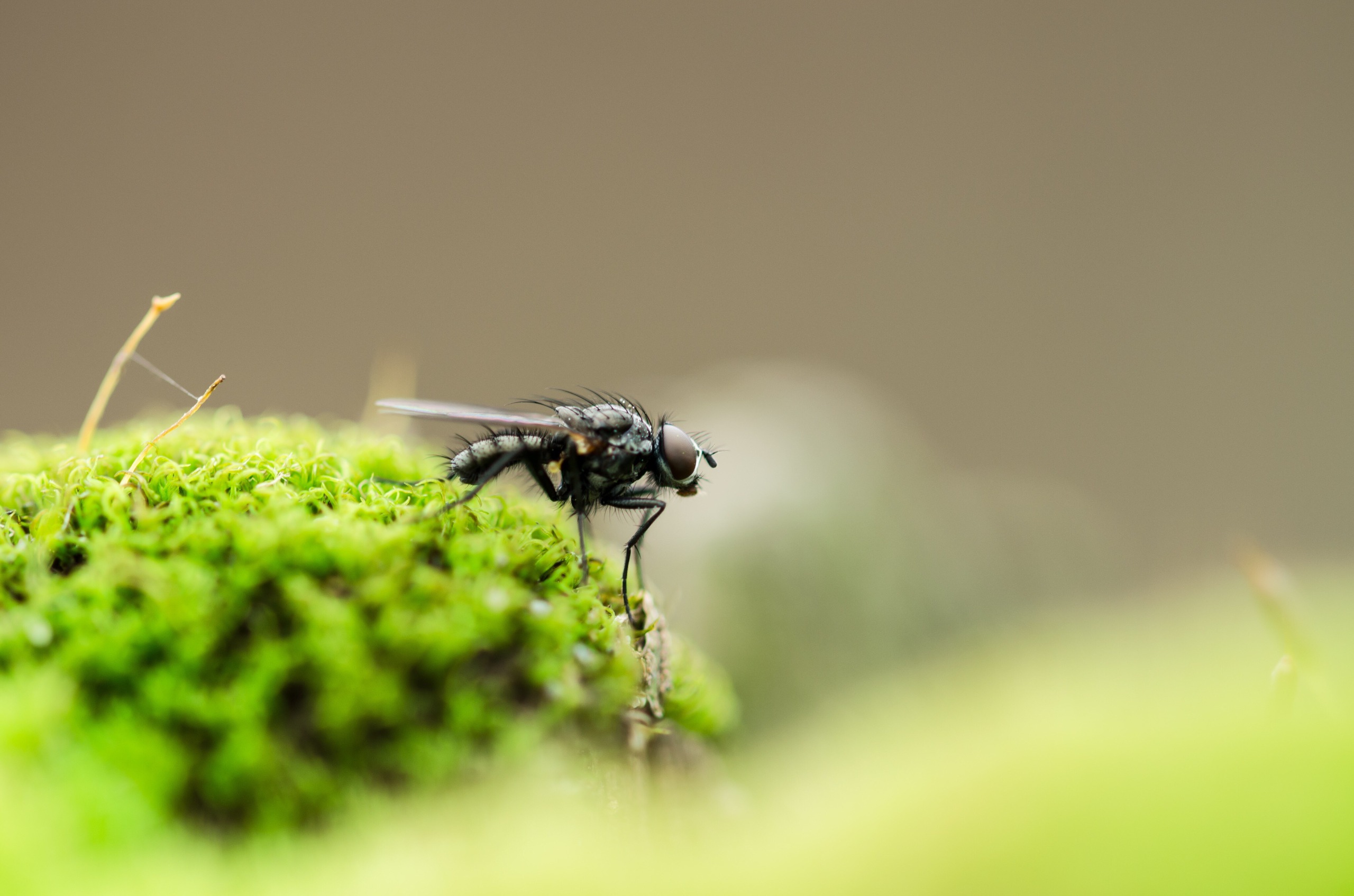 mosca pousando em musgo