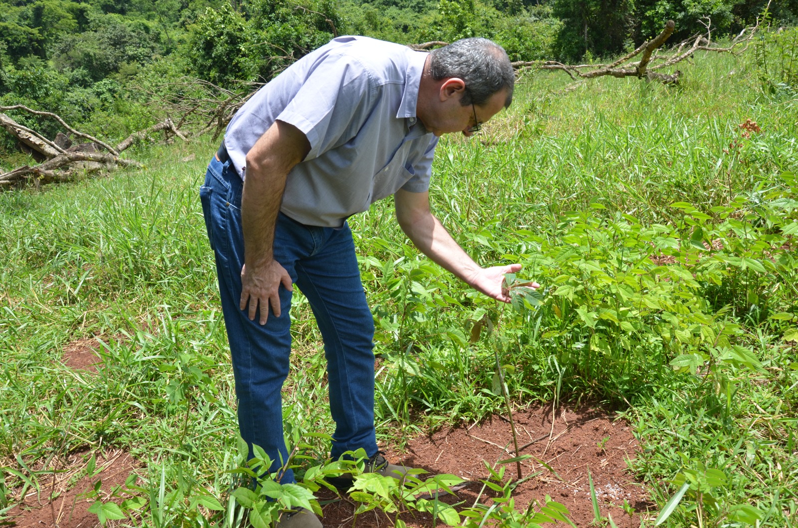 Plantio de mudas na Fazenda Capim Branco