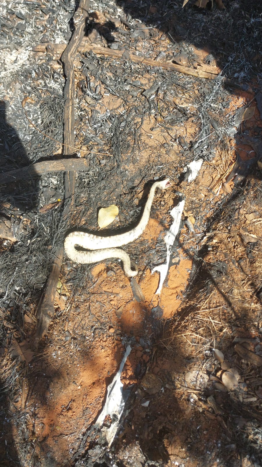 Imagem de cobra morta pelo incêndio