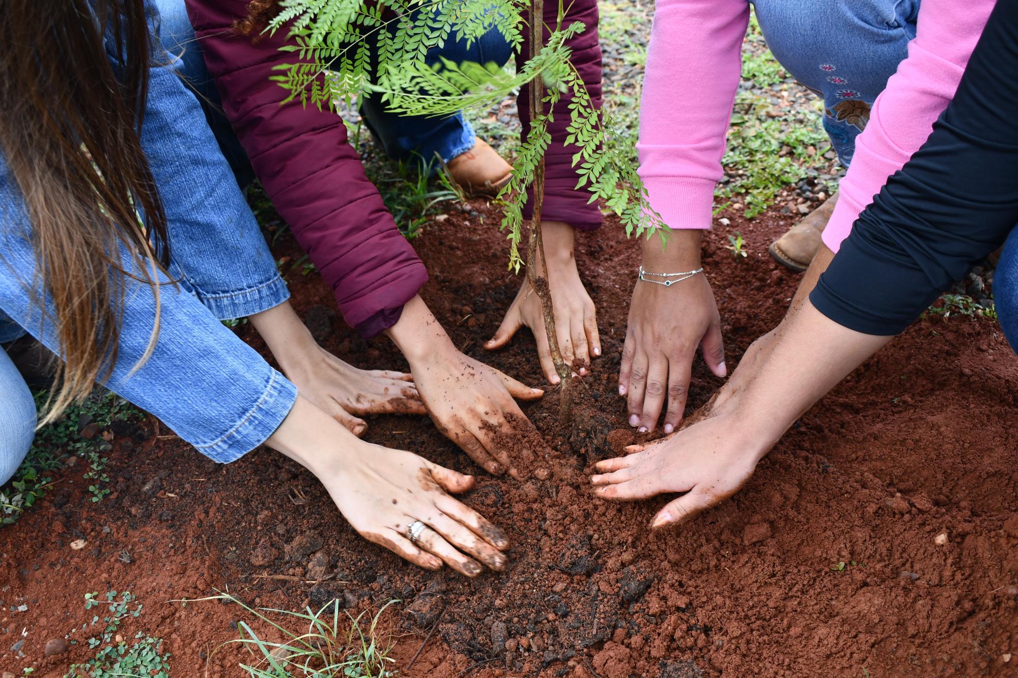 Estudantes plantando mudas no estacionamento do Campus Glória