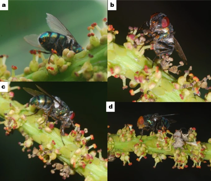 moscas durante a polinização