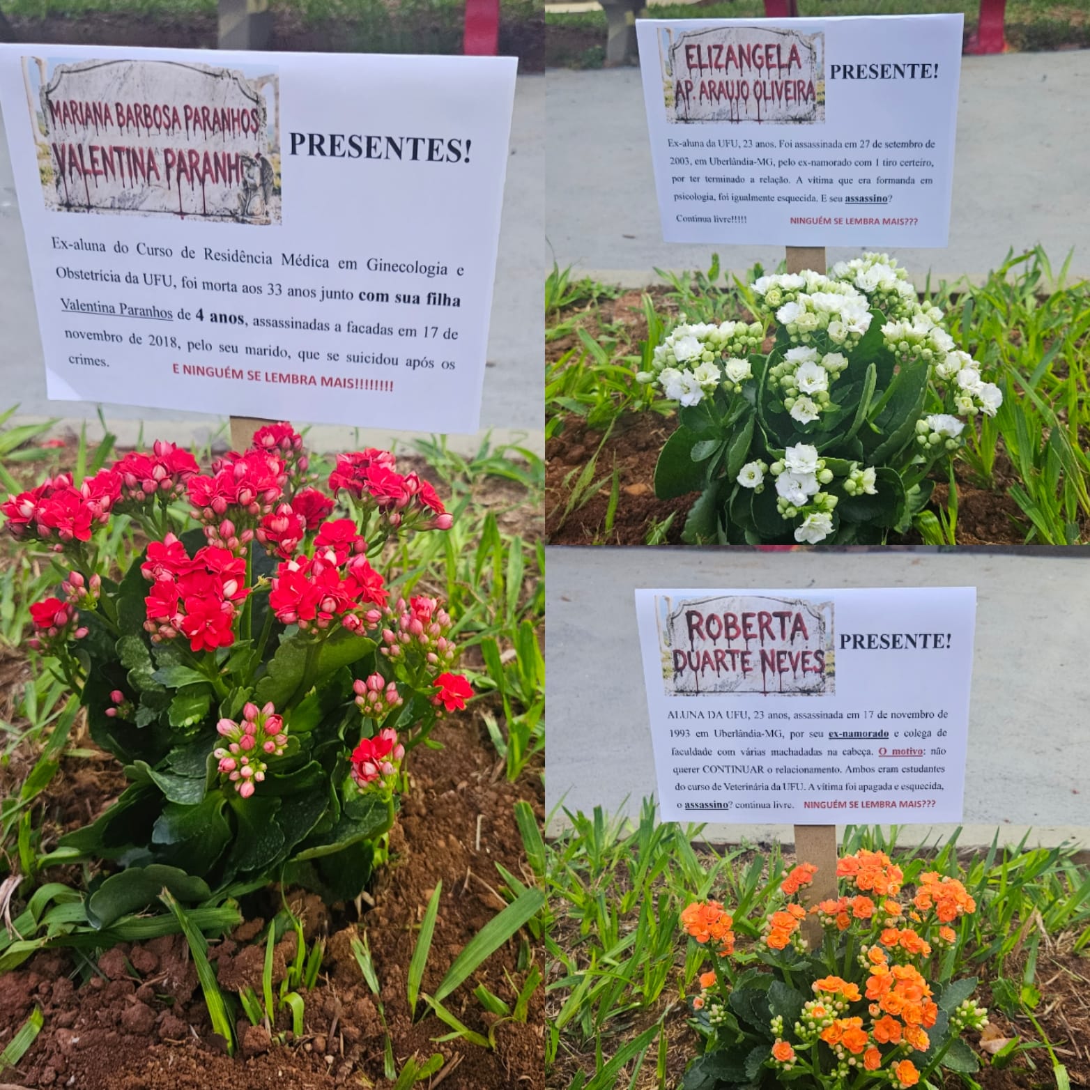 imagem de flores em homenagem  às ex-alunas da UFU vítimas de feminicídio