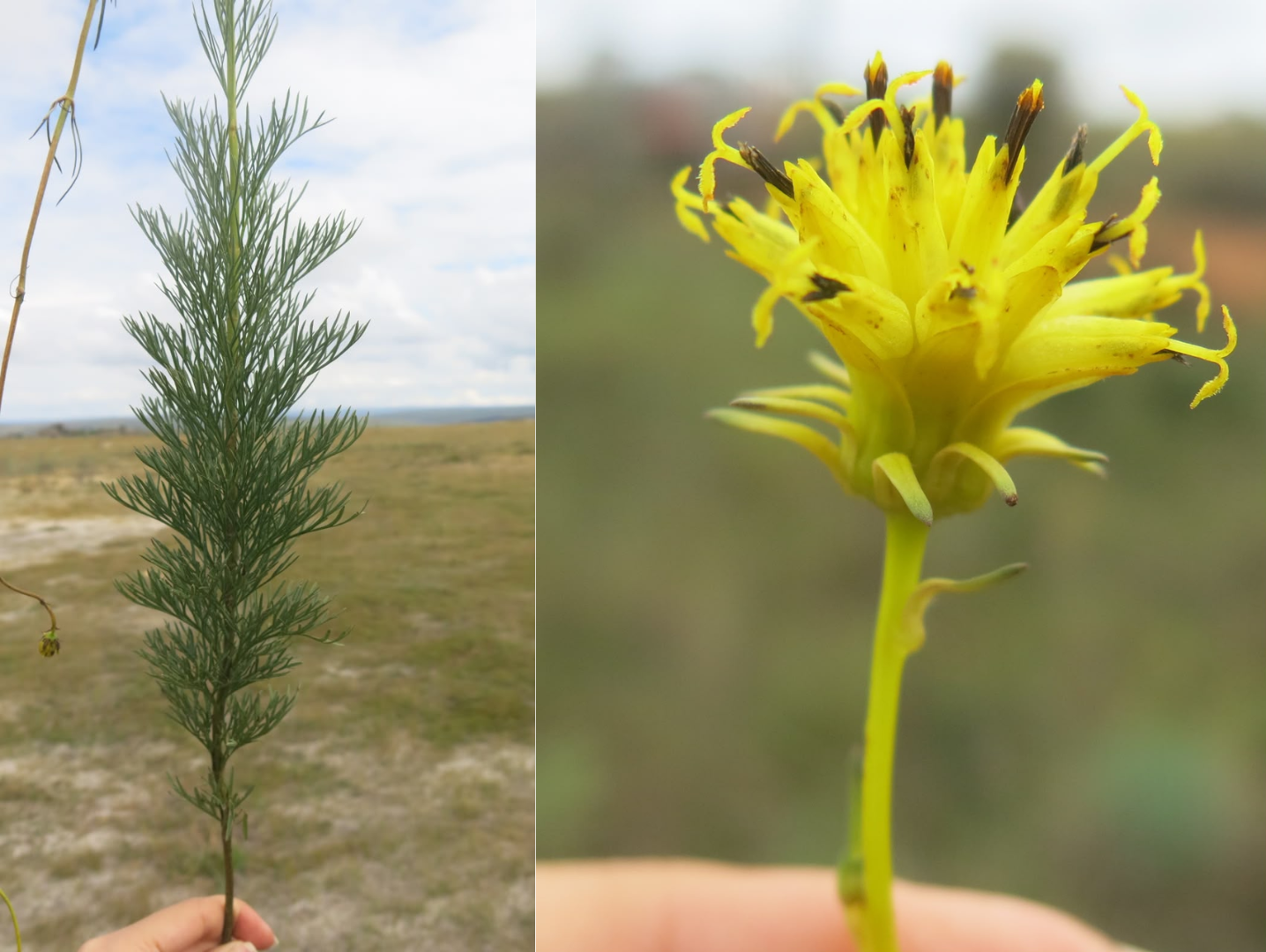 Registros da espécie Bidens rosanae (Foto: Maria Liris Barbosa)