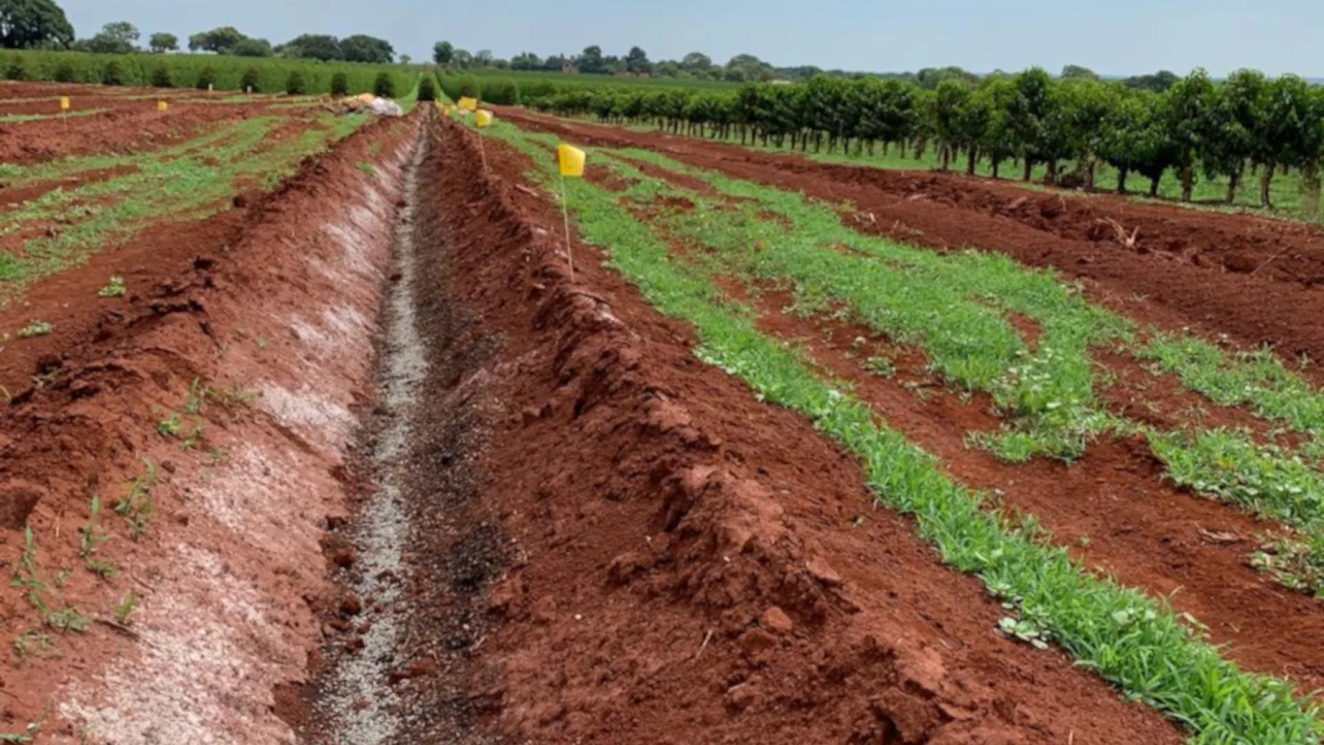 Fertilizantes organominerais são vantajosos para produtores e meio ambiente