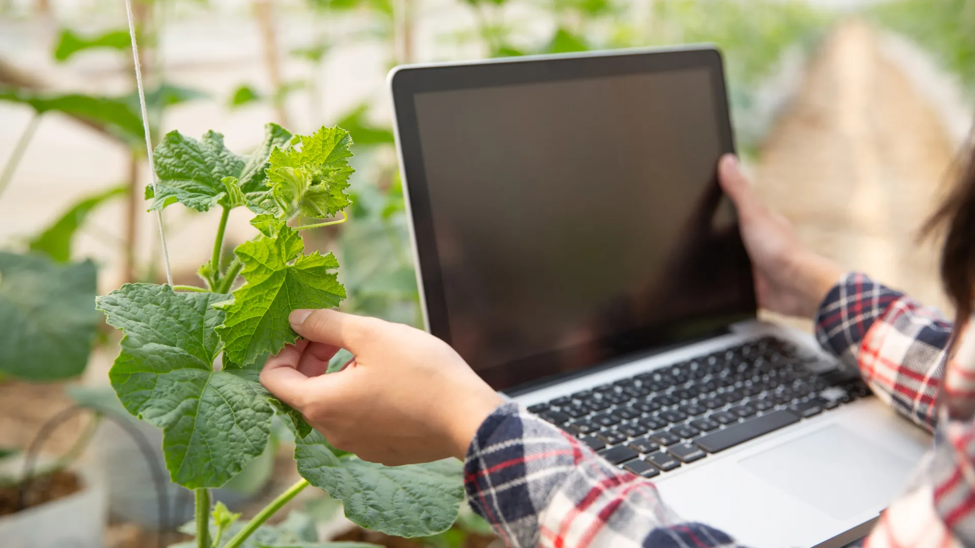 UFU abre 150 vagas para curso superior gratuito em Gestão do Agronegócio na modalidade EAD
