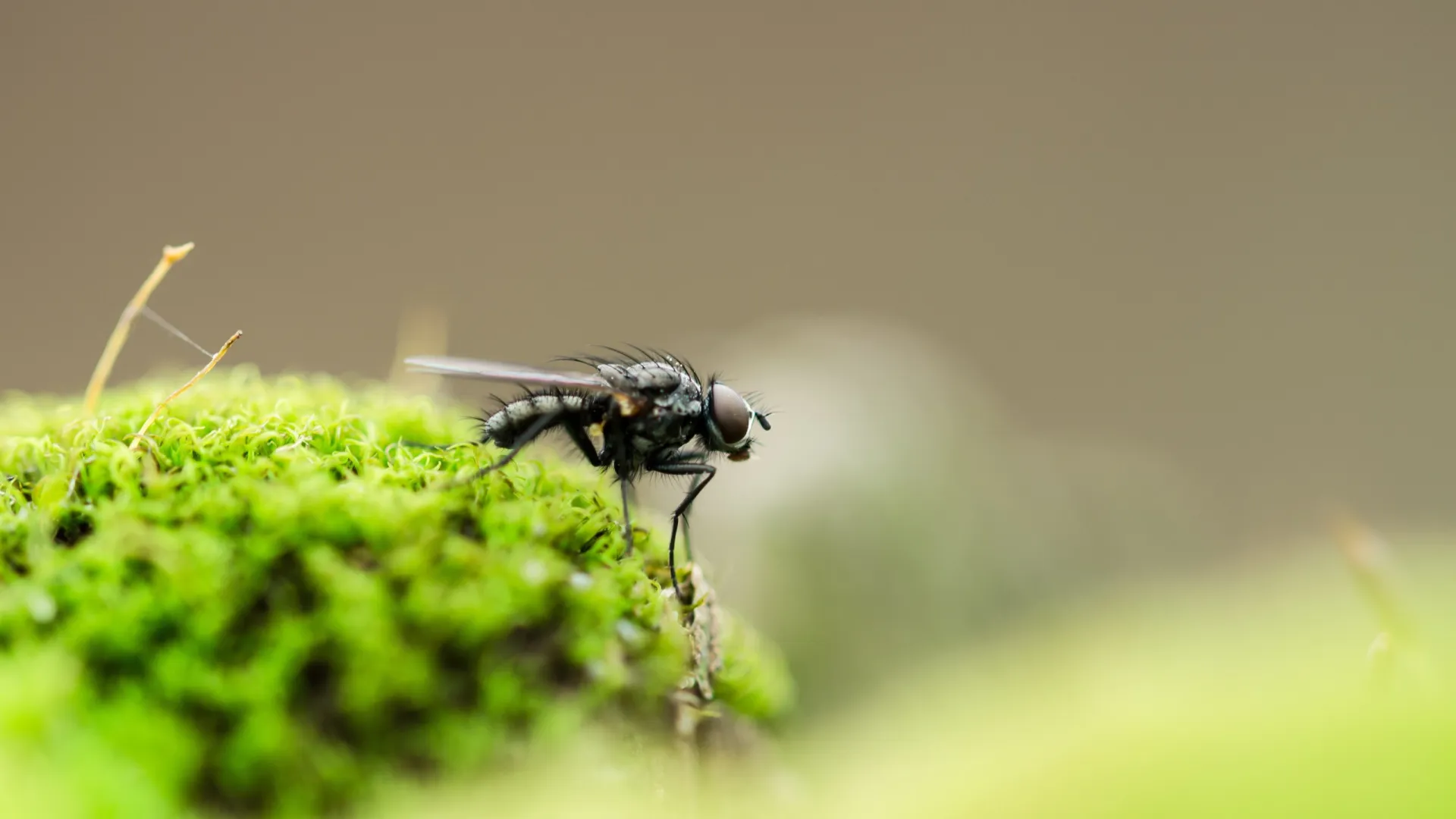 mosca pousando em musgo