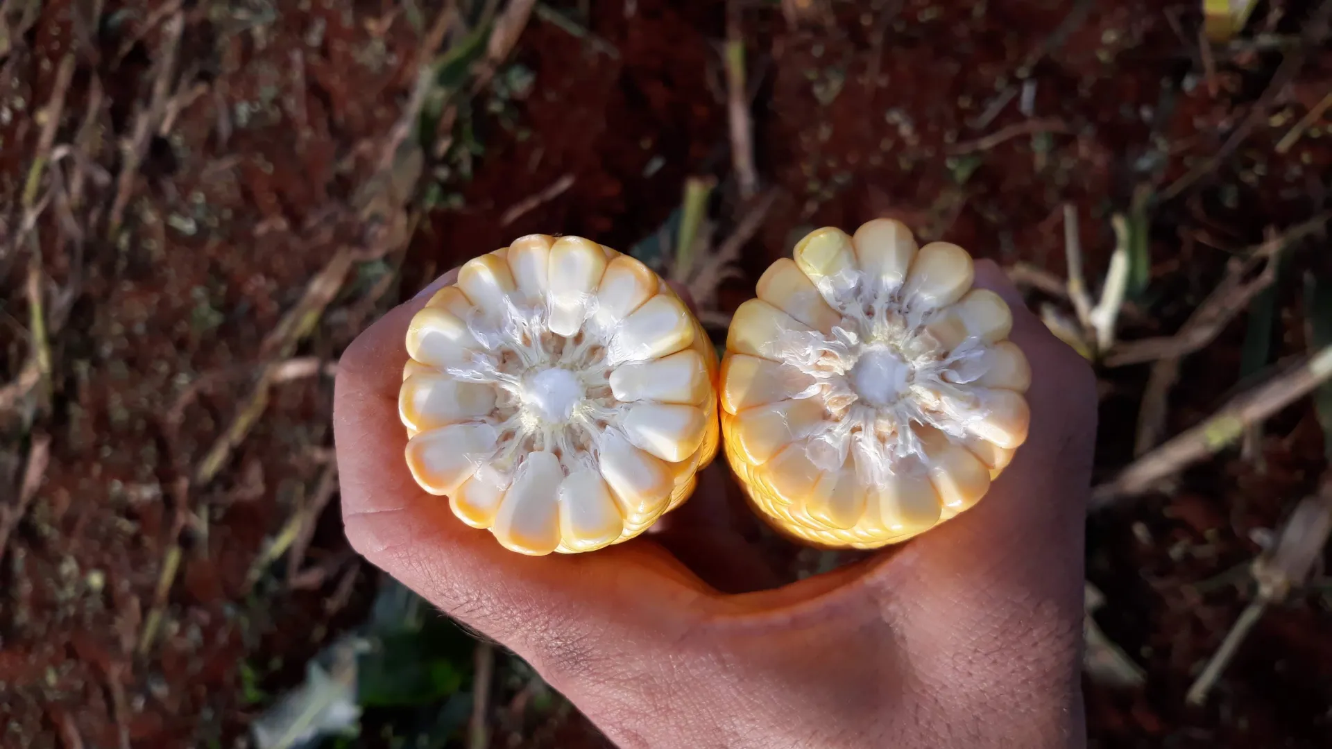 UFU identifica milhos mais produtivos para alimentação animal