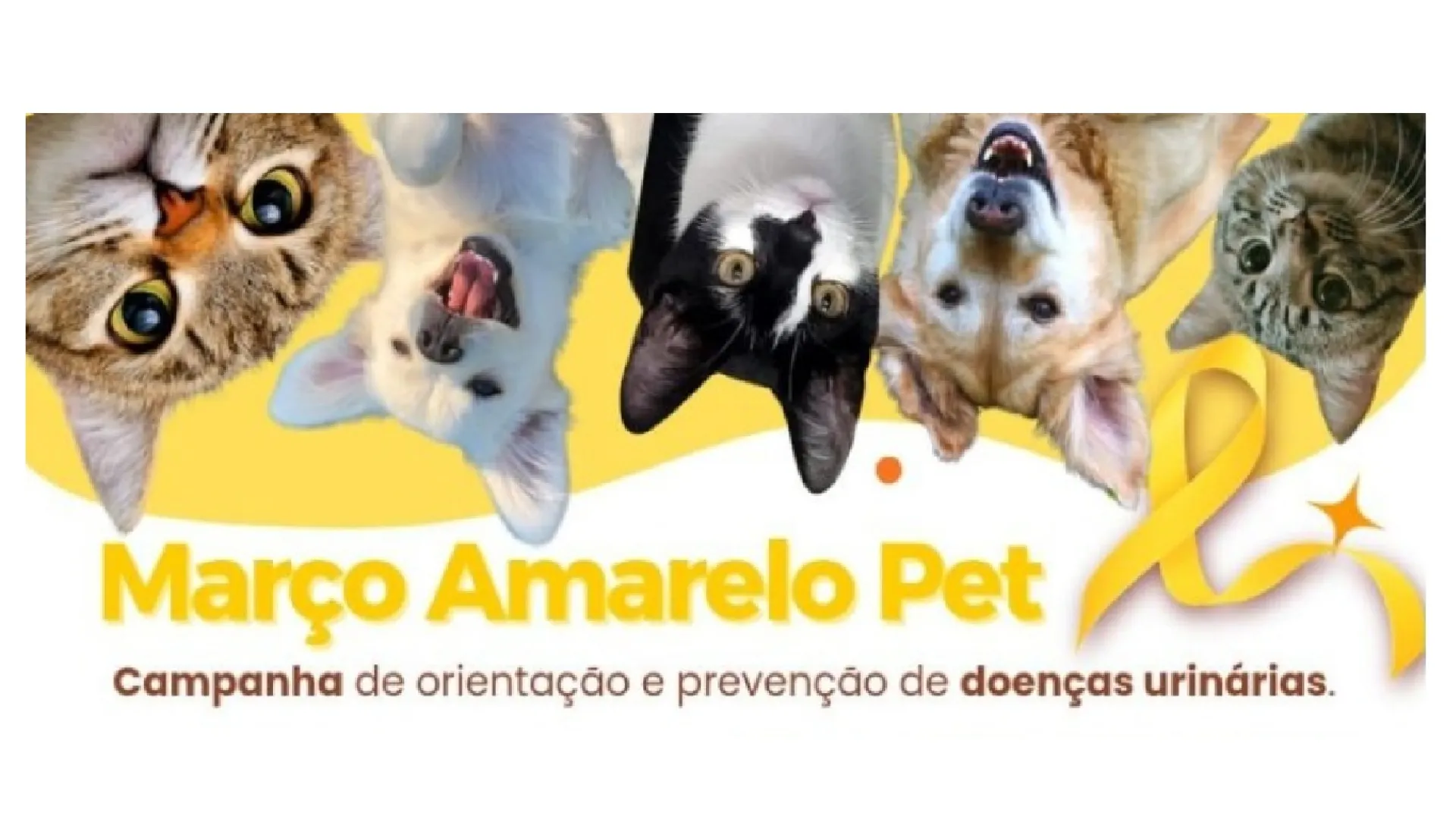 Imagem de cachorros e gatos e mensagem Março Amarelo