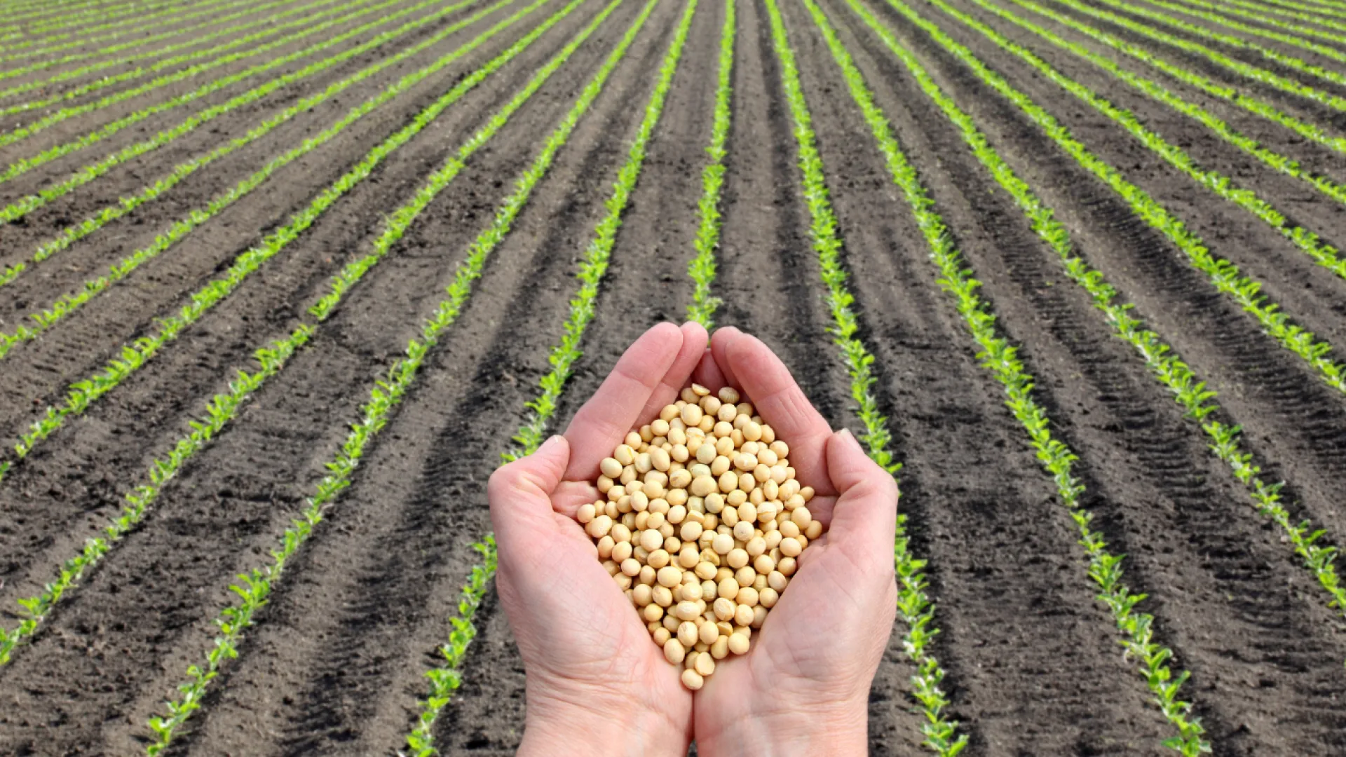 Mão segurando grãos de soja