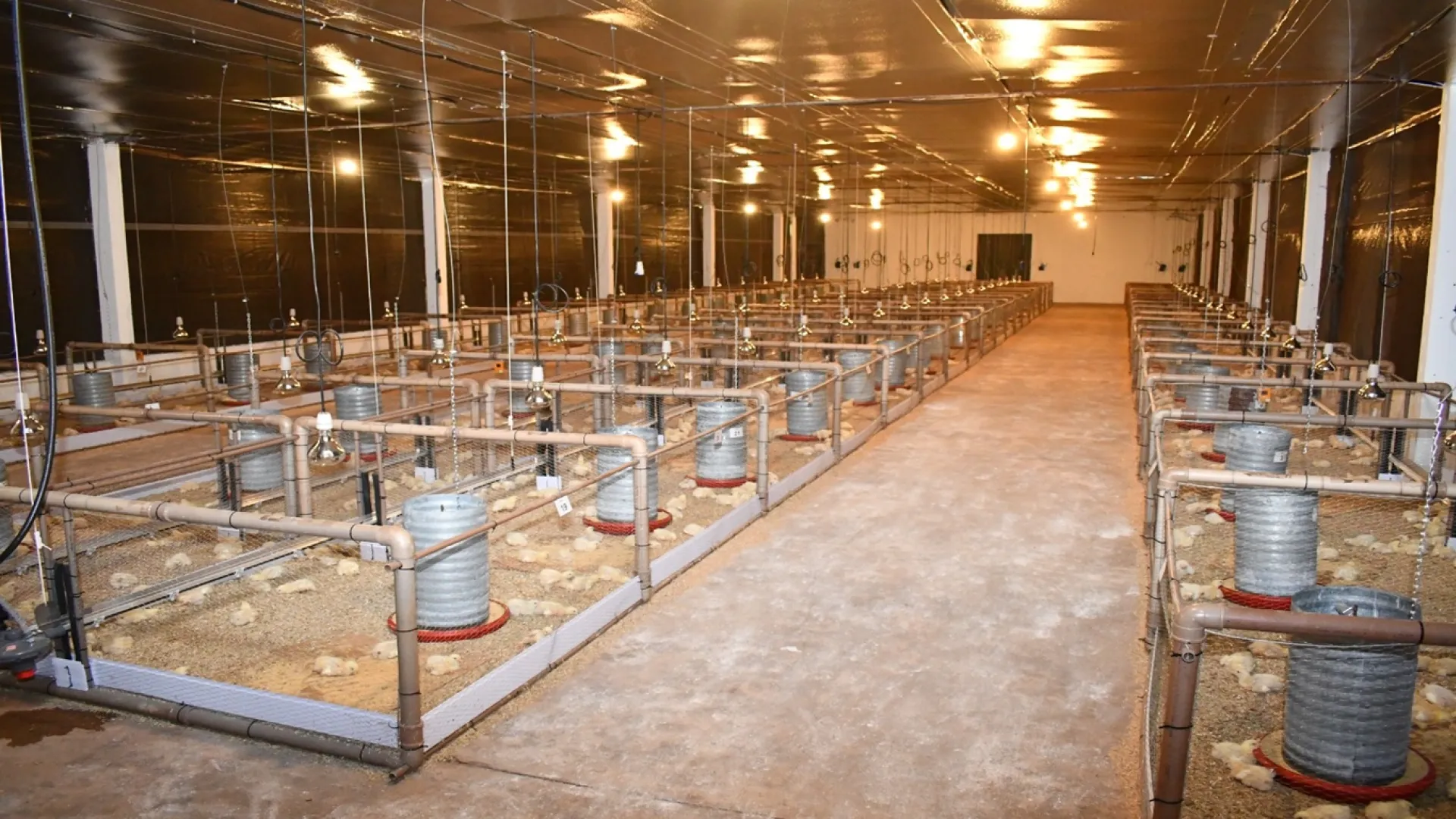 Conheça o aviário do curso de Medicina Veterinária 