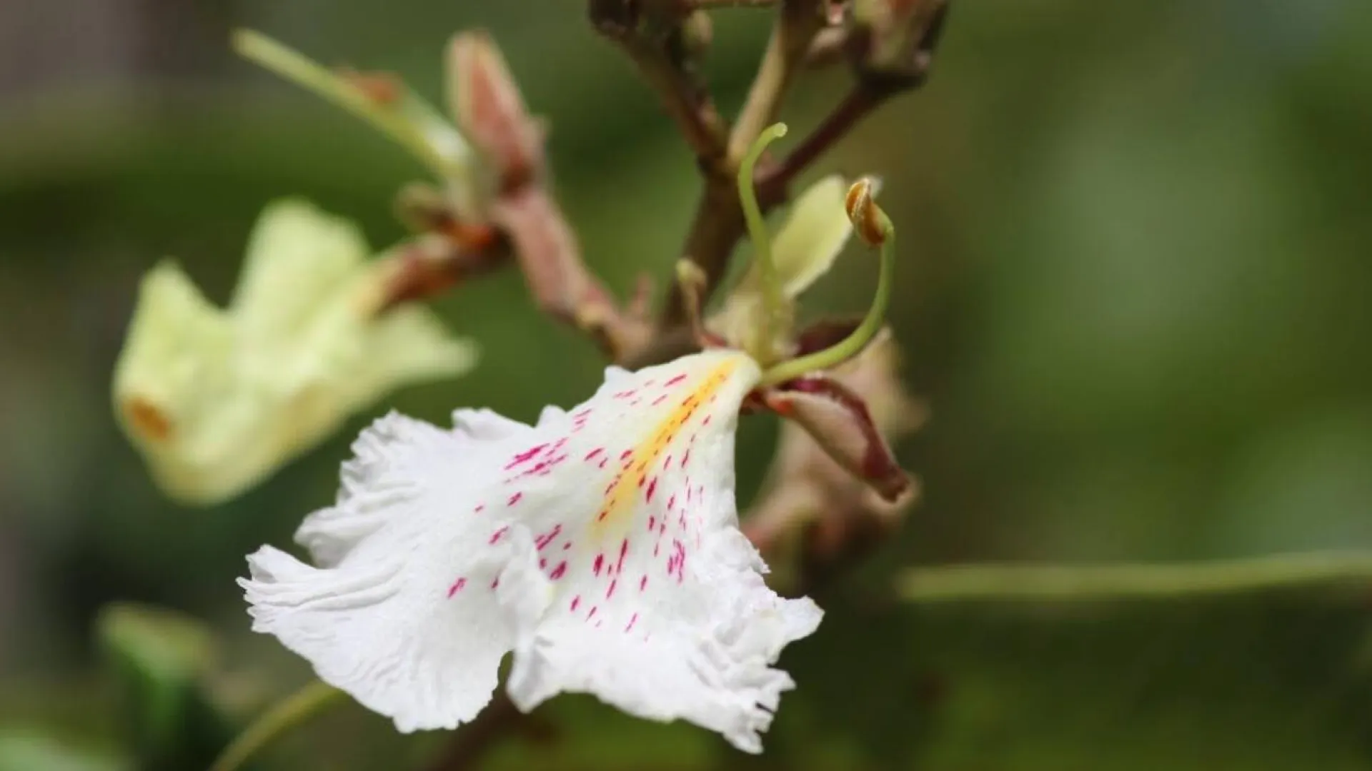flor participante da pesquisa