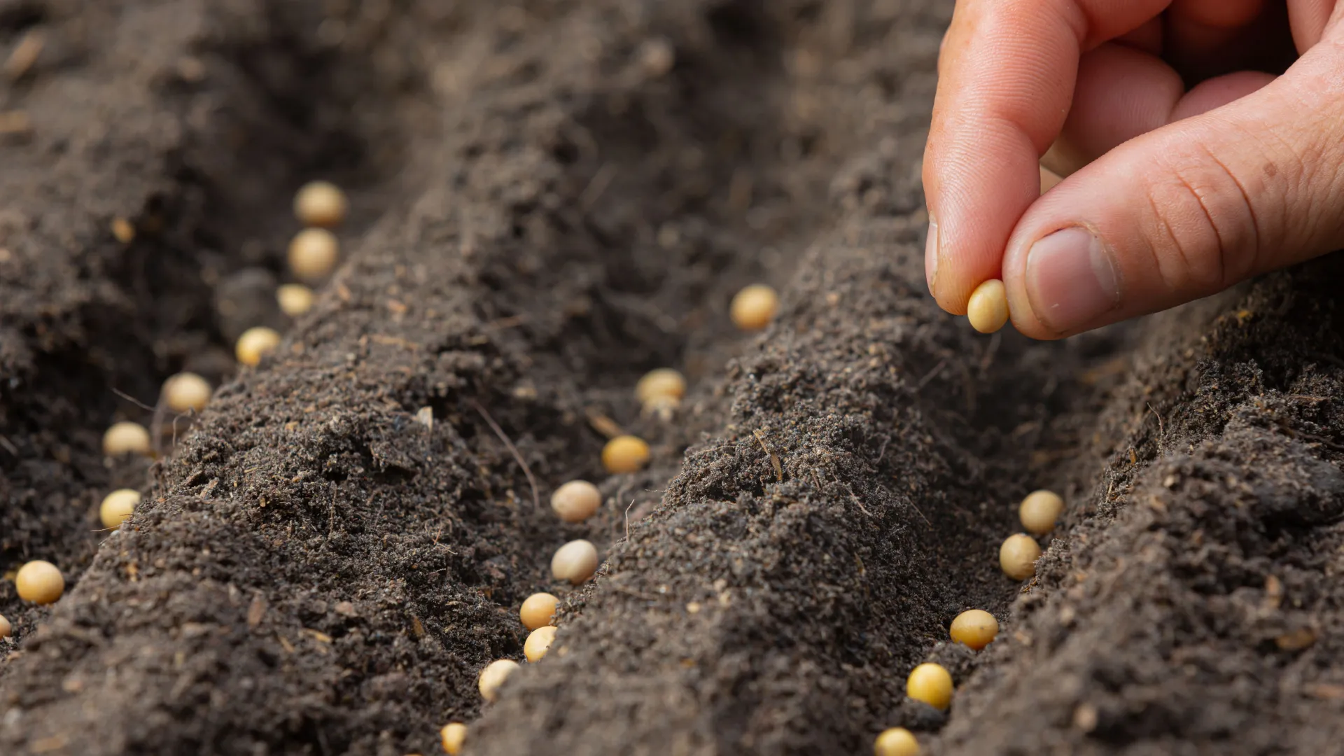 UFU desenvolve cultivares de soja mais resistentes e preserva diversidade do pequizeiro
