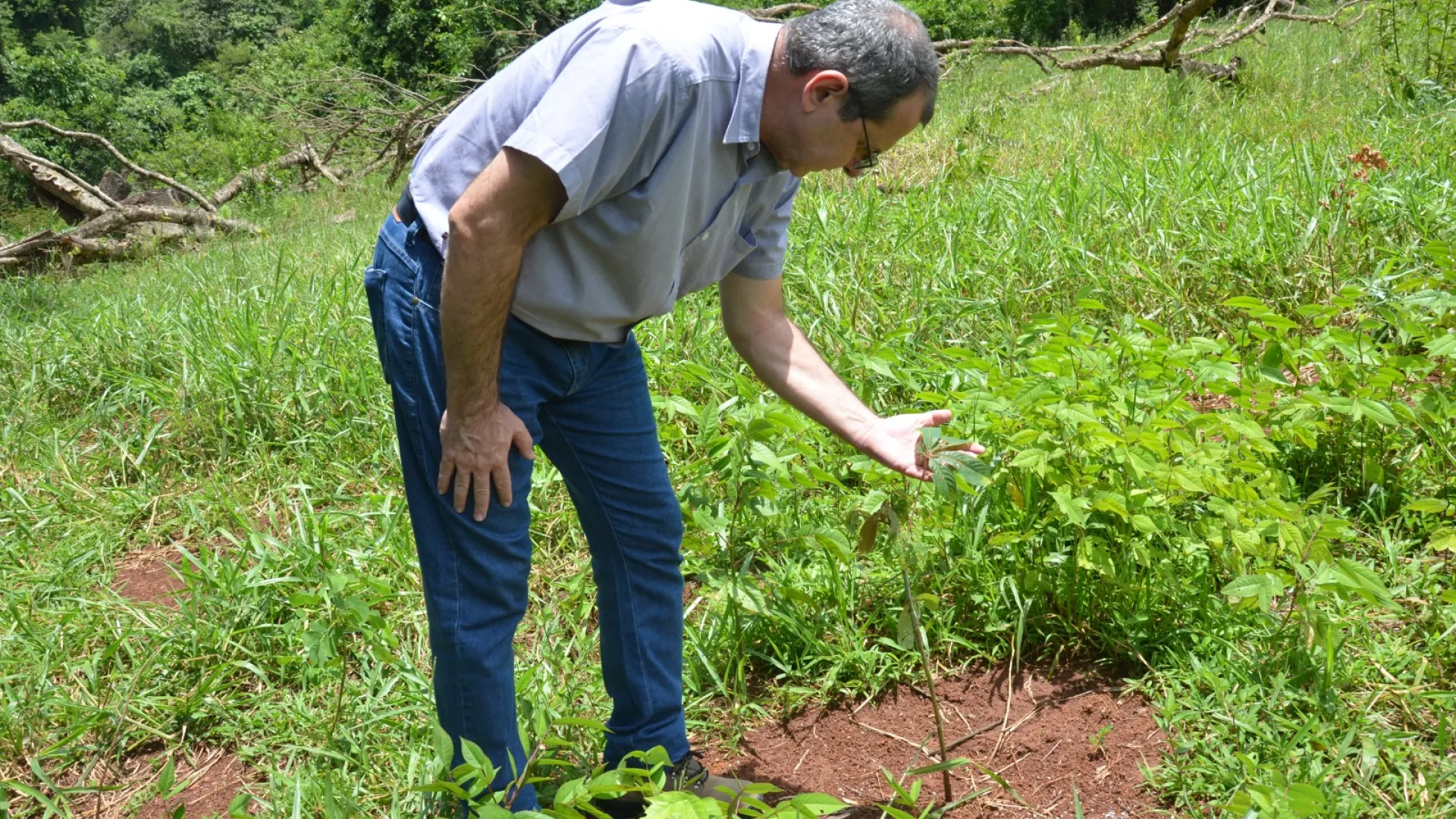 Área de reflorestamento próximo ao rio Uberabinha na Fazenda Capim Branco