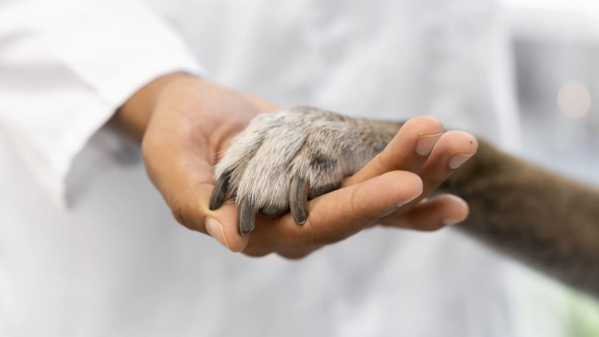 Foto de uma mão humana segurando a de um cachorro