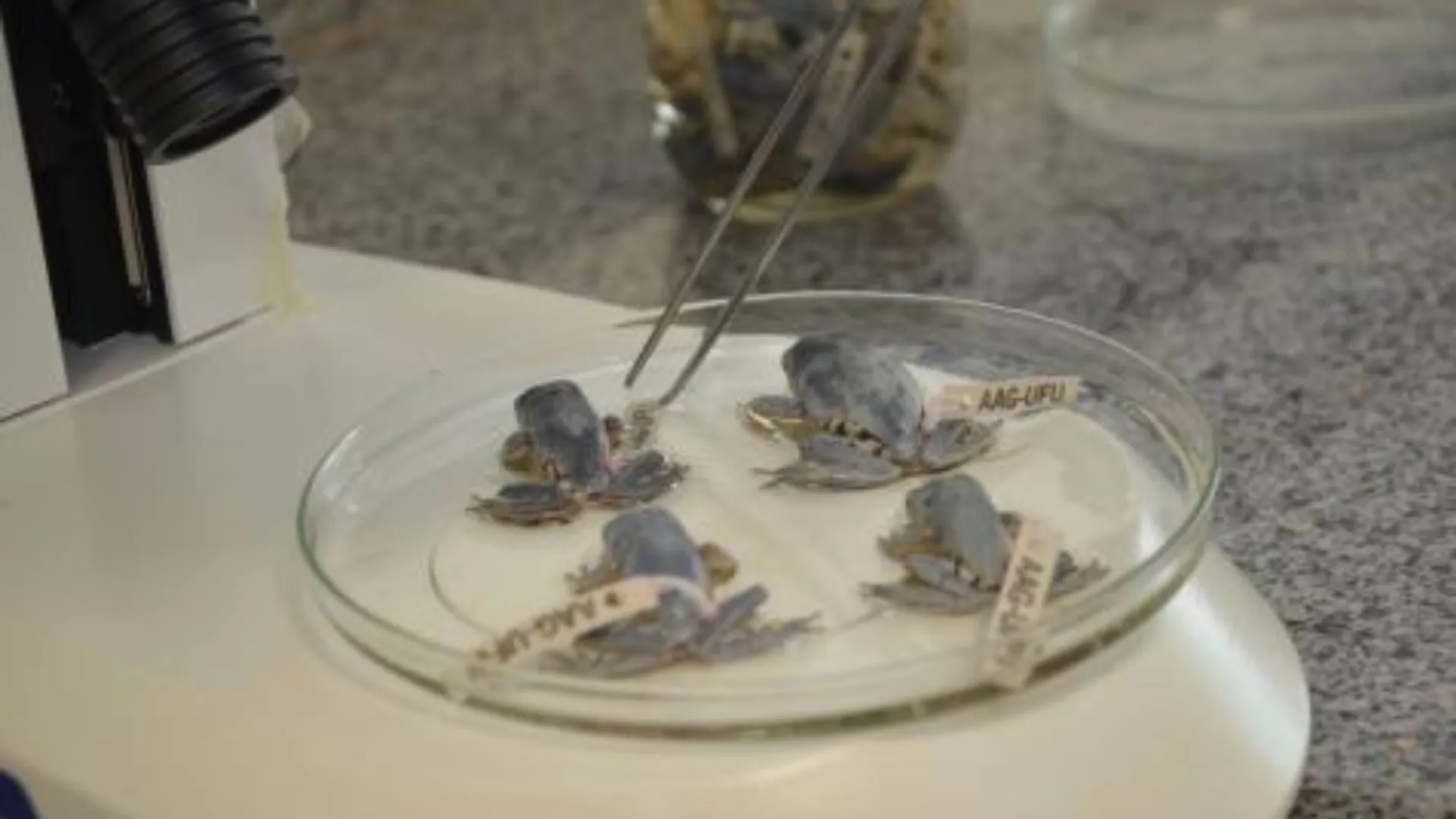 Anfíbios encontrados pelos pesquisadores