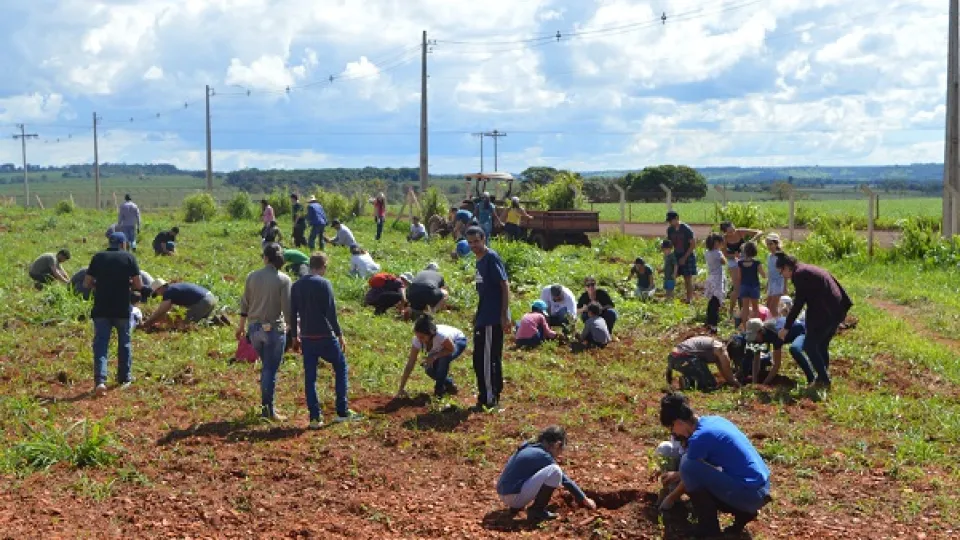 Foram plantadas cerca de 180 mudas doadas (foto: divulgação)