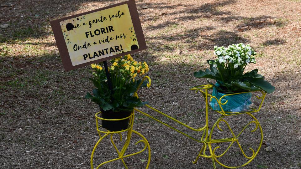 Divisão de Saúde planta ipê amarelo para celebrar a vida 
