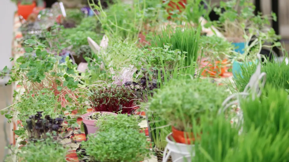 Oficina de alimentação viva