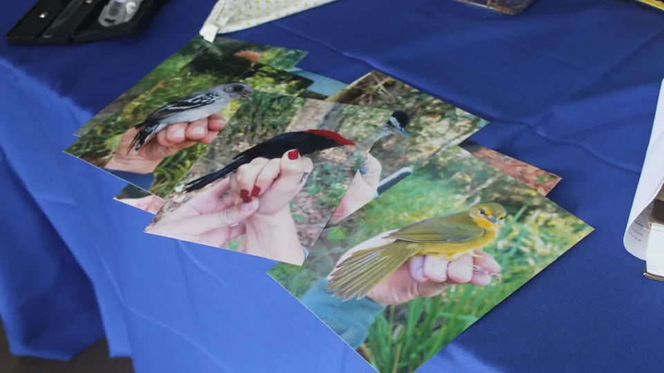 Fotos de animais do cerrado