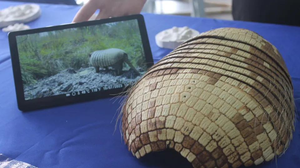 Carapaça de tatu amostra na mesa
