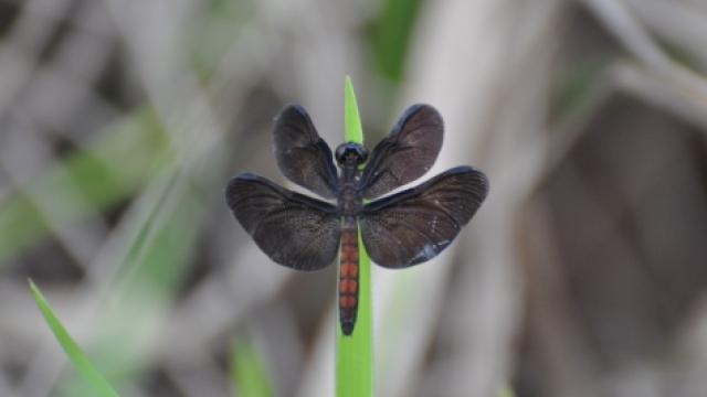 A Diastatops obscura é outra espécie de libélula encontrada no Clube Caça e Pesca Itororó de Uberlândia. (Foto: Arquivo do pesquisador)