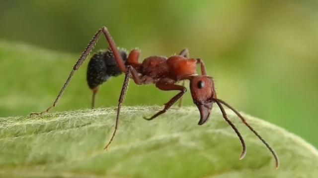 Formiga da espécie Ectatomma sp procurando por eventuais insetos pragas na vegetação. (Foto: José Pezzonia)