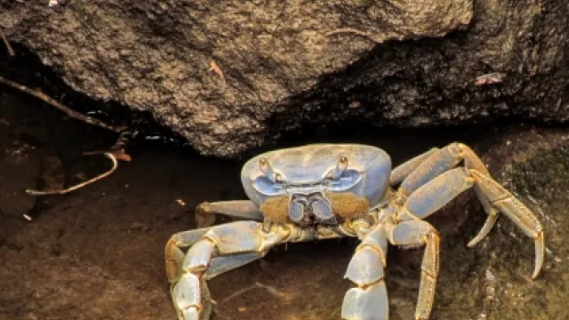Cetáceos decápodes, como o Cardisoma guanhumi (caranguejo),  foi o grupo de animais pesquisados pelos docentes da UFU (foto: Douglas F. R. Alves)
