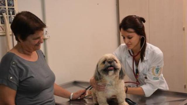 Para efetuar o tratamento é necessário um diagnóstico realizado por um médico veterinário (foto: Milton Santos)