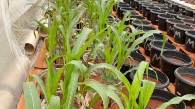 Fertilizantes à base de resíduo de celulose e turfa podem substituir a fertilização mineral no crescimento inicial de plantas de milho (Foto: acervo dos pesquisadores)