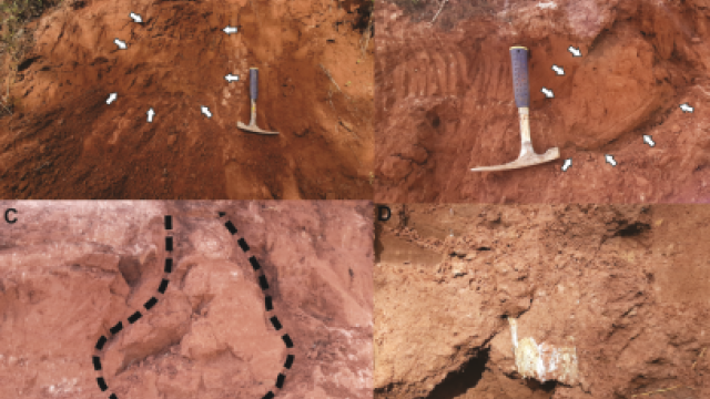 Cientistas escavaram o fóssil em uma parte da paleotoca. (Foto: Daniel Sedorko)